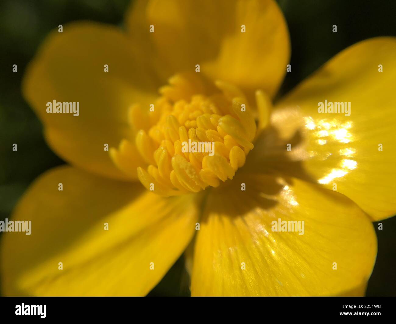 Buttercup flower hires stock photography and images Alamy