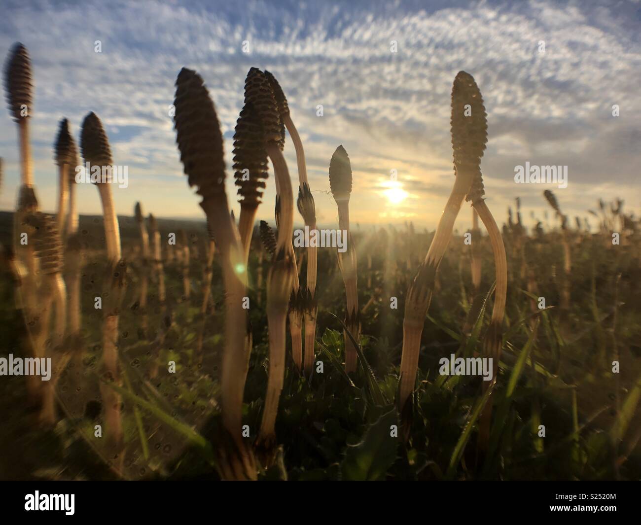 Sunset behind some young field horsetail shoots Stock Photo Alamy