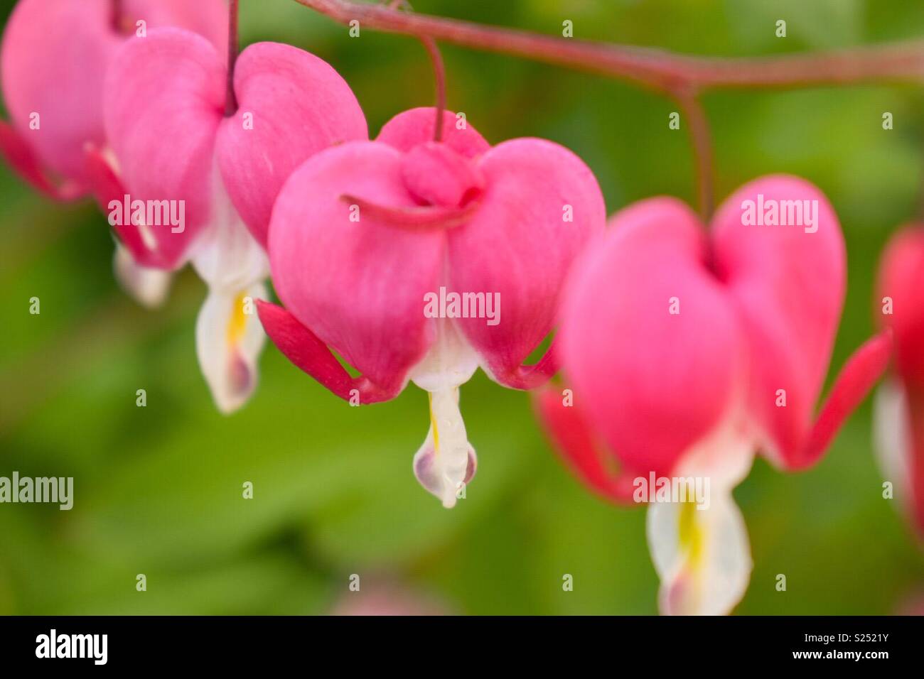 Dicentra / Bleeding Heart Stock Photo Alamy