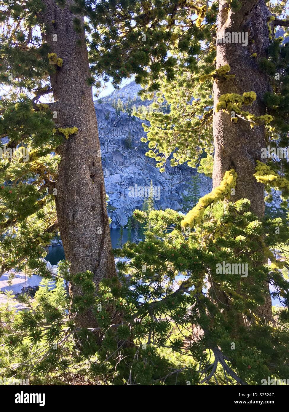 Between these trees Stock Photo Alamy