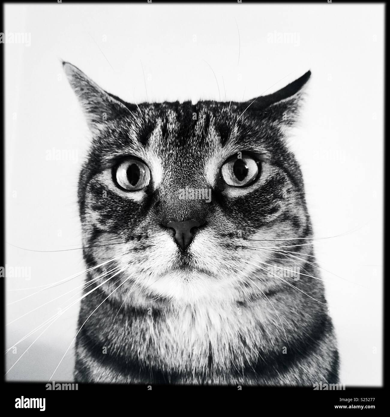 Serious looking tabby cat staring at the camera - Smartphone Captured Stock Image