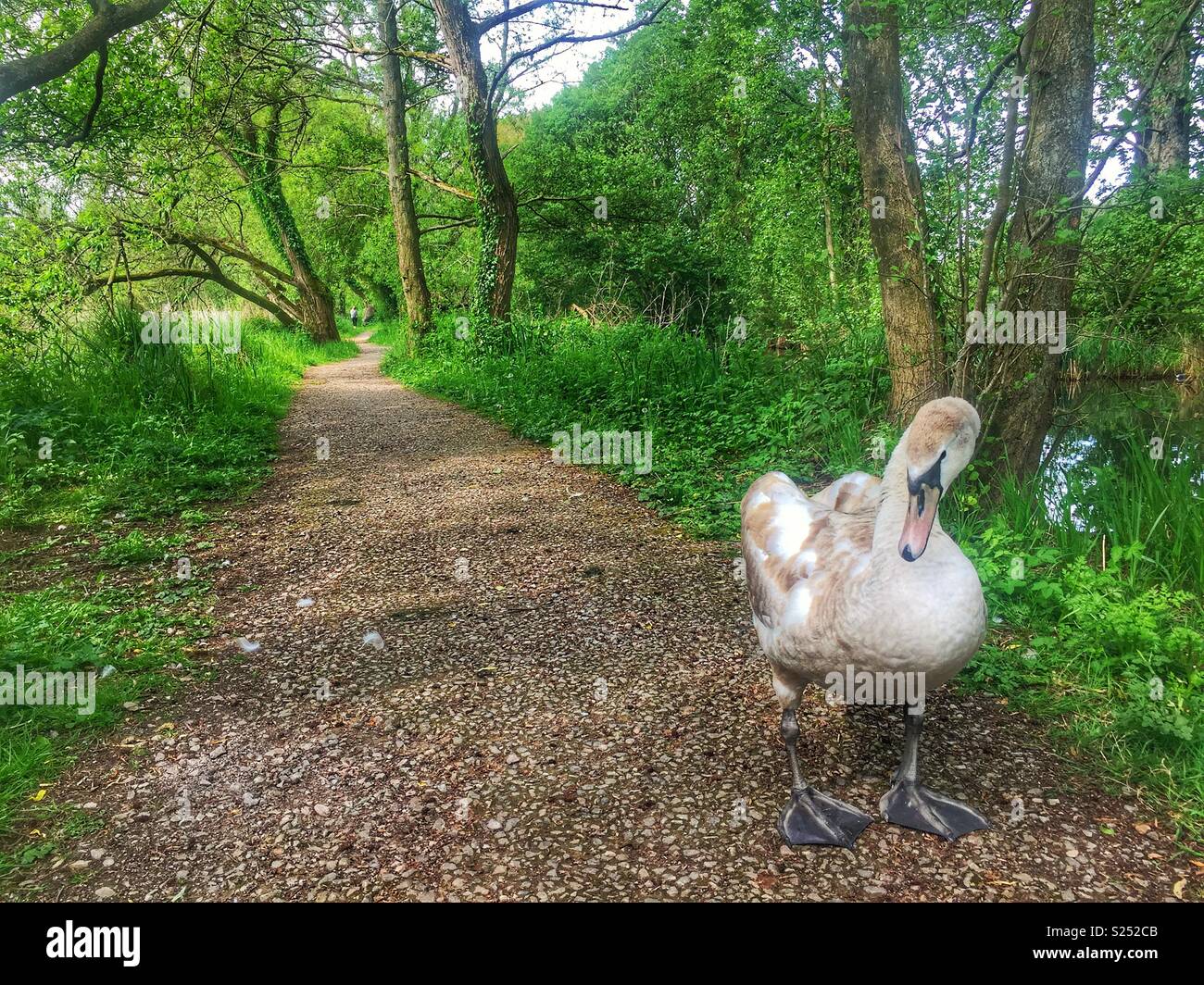 Friendly Swann at Winnall Moors Wildlife Reserve in Winchester Hampshire England Stock Photo