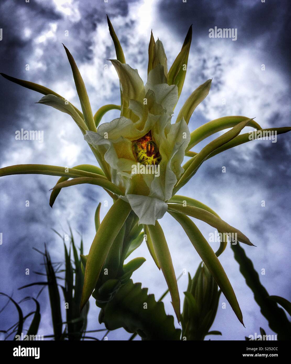 Orchid cactus flower against a threatening sky - Smartphone Captured Stock Image
