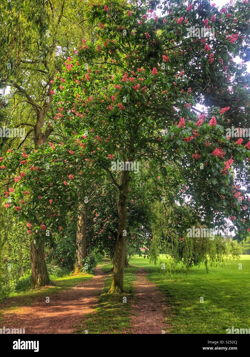 Red Horse Chestnut tree in springtime in Winchester Park Hampshire England - Smartphone Captured Stock Image