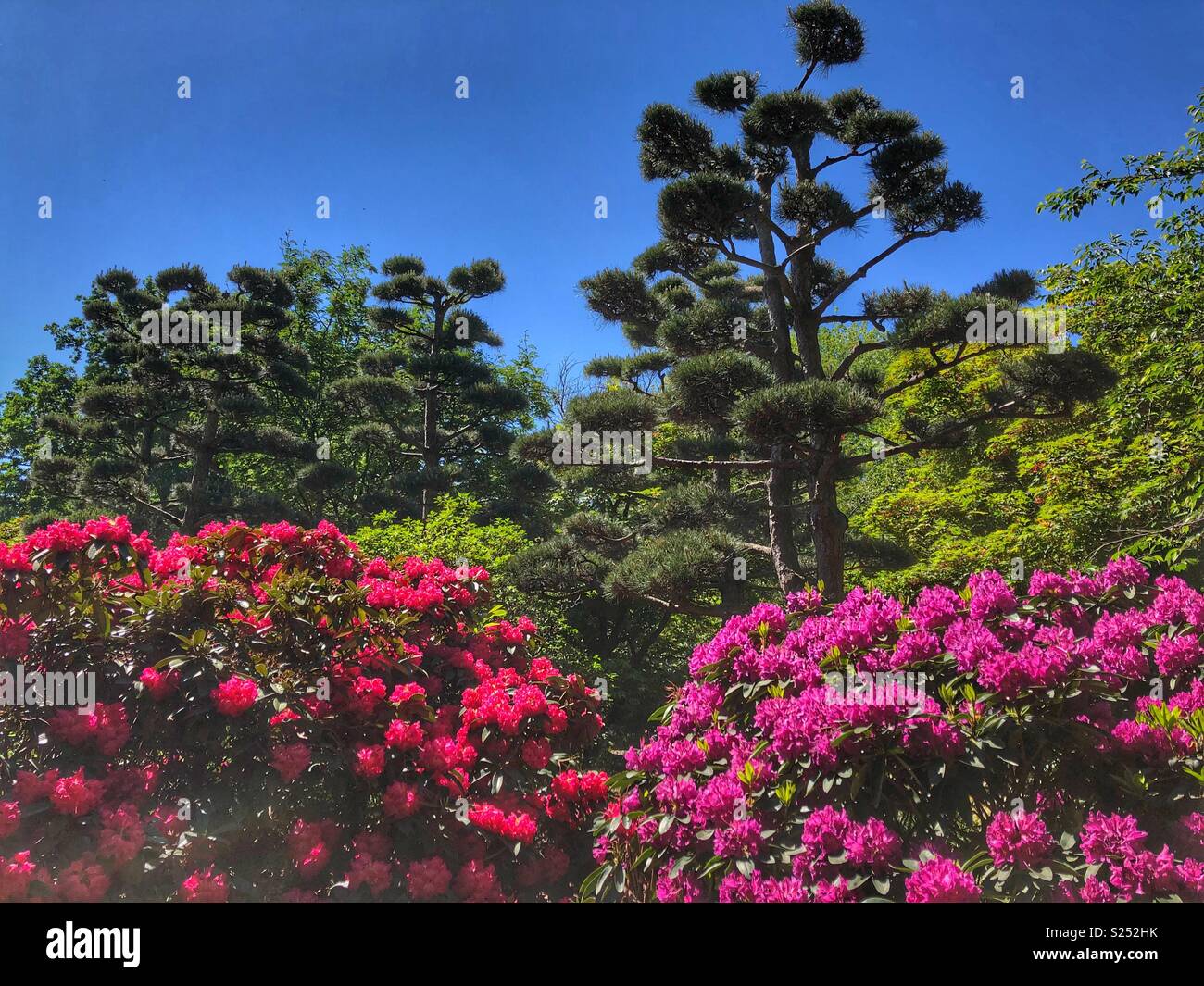 Rhododendrons bloom in a Japanese Garden in Planten un Blomen, Hamburg, Germany. - Smartphone Captured Stock Image
