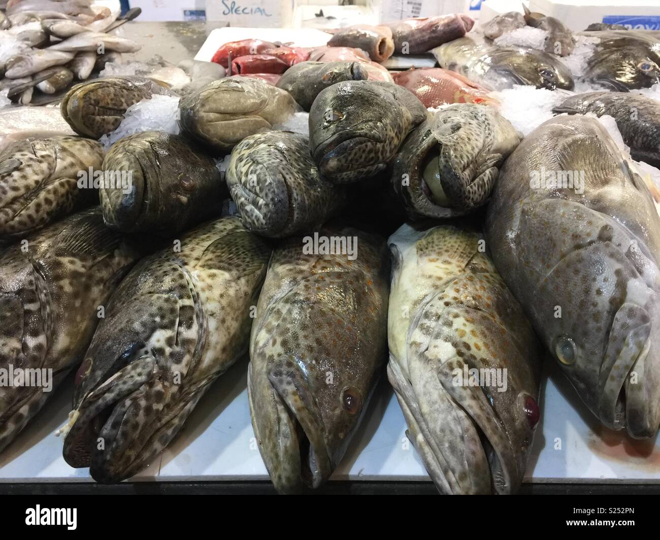 Grouper fish hires stock photography and images Alamy