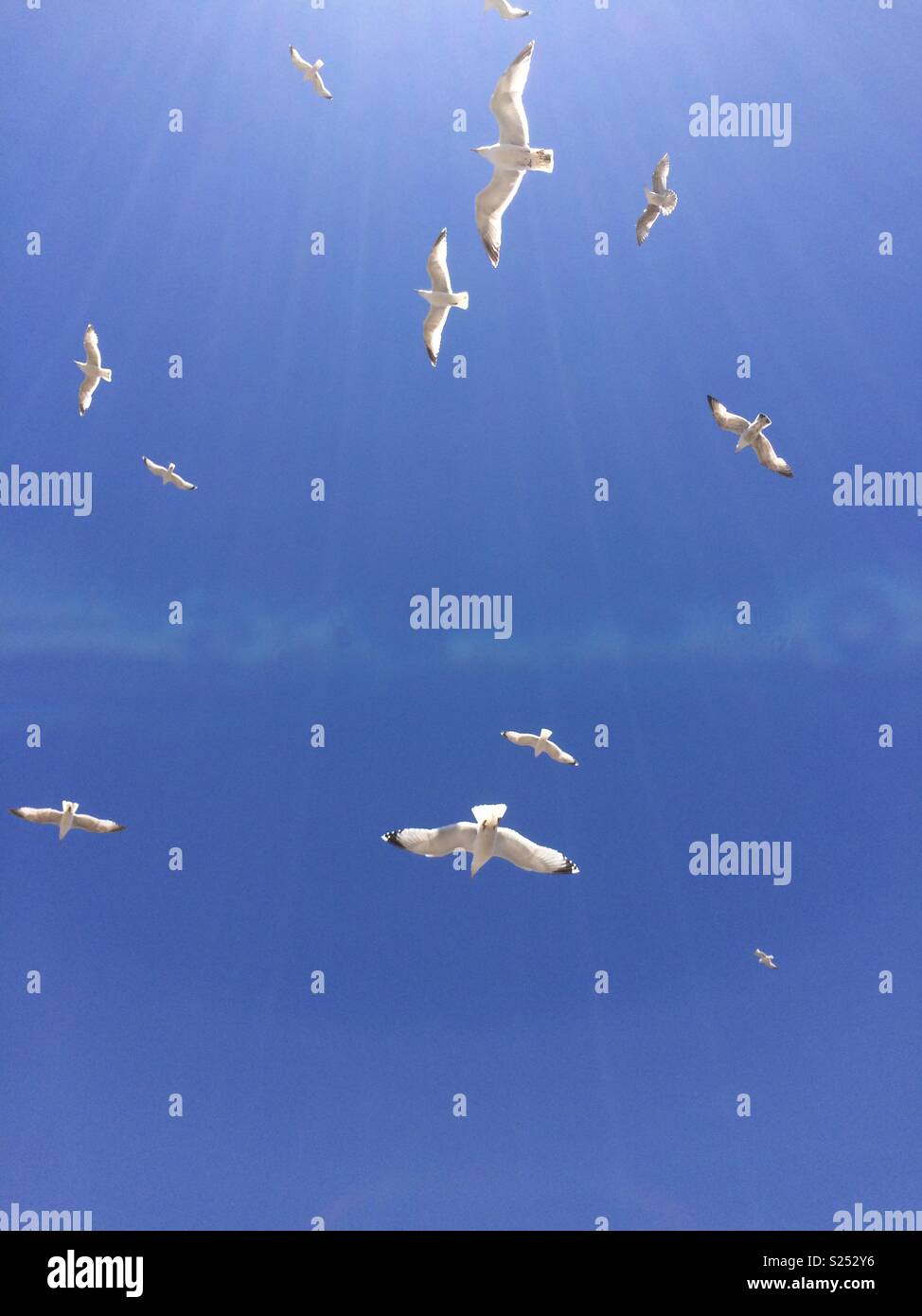 Birds in sun’s rays Stock Photo