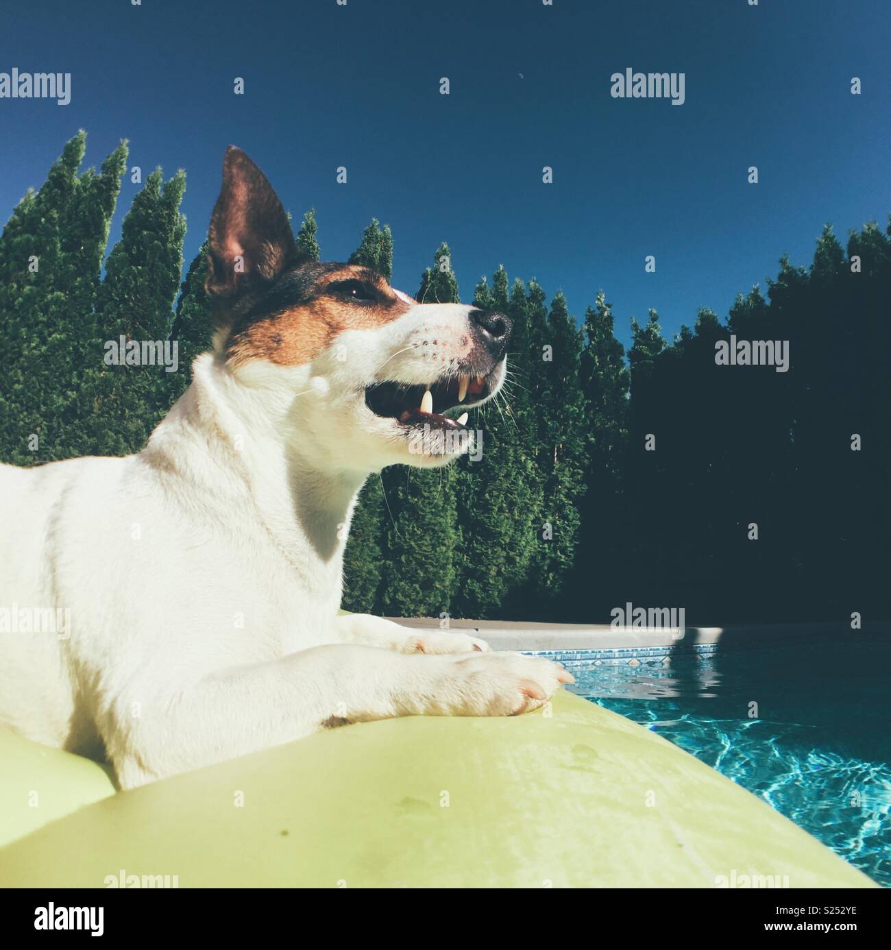 Jack Russel Terrier dog relaxing on an inflatable floating in an outdoor swimming pool under a sunny blue sky. Square crop. Space for copy. - Smartphone Captured Stock Image