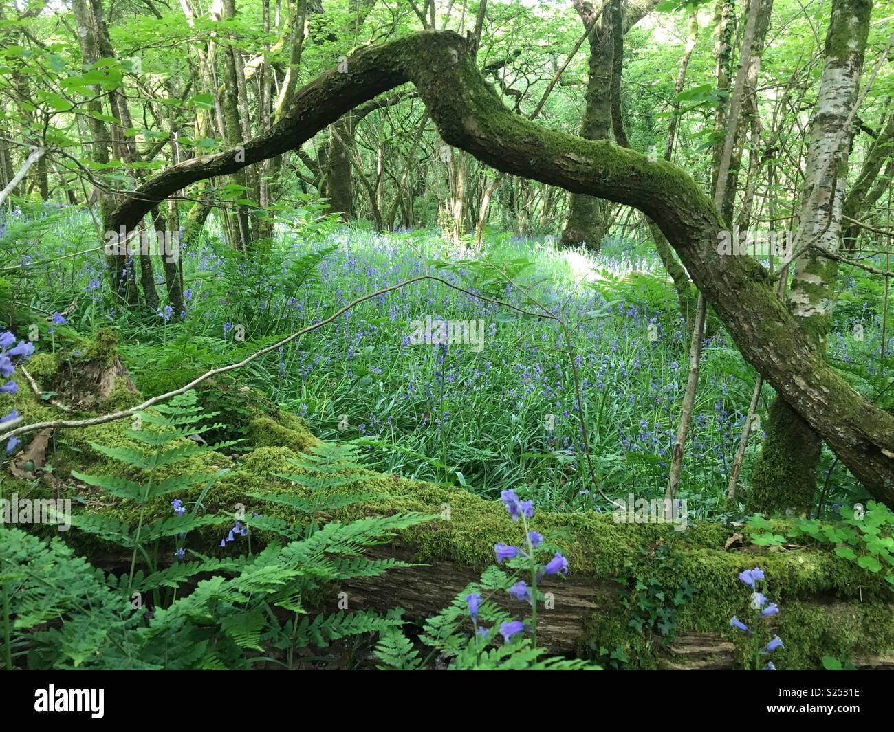 Bluebell Wood and Bent Tree Stock Photo