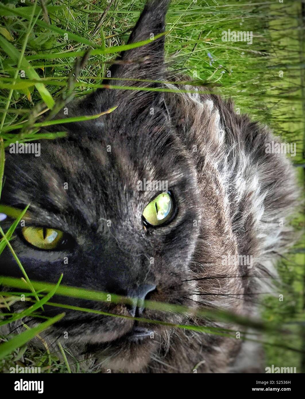 Green eyed cat - Smartphone Captured Stock Image