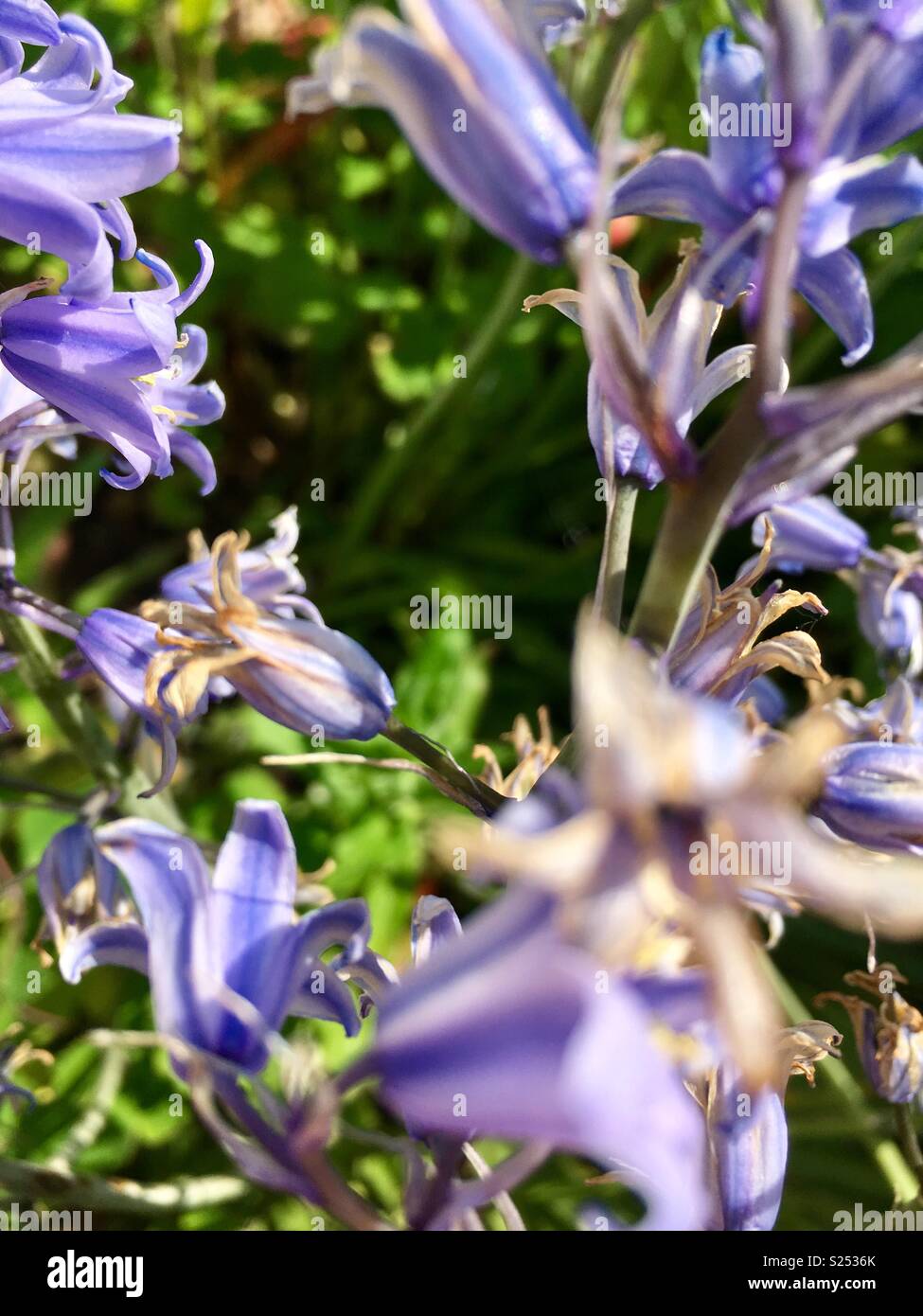 Beautiful bluebells on a summer’s day, in the garden Stock Photo