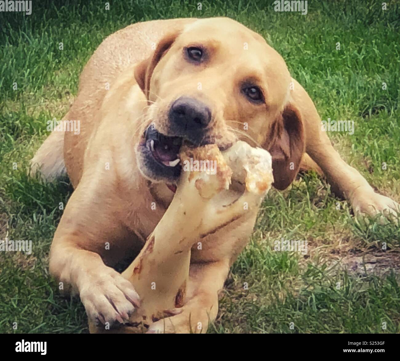 Golden Labrador dog chewing a bone Stock Photo Alamy