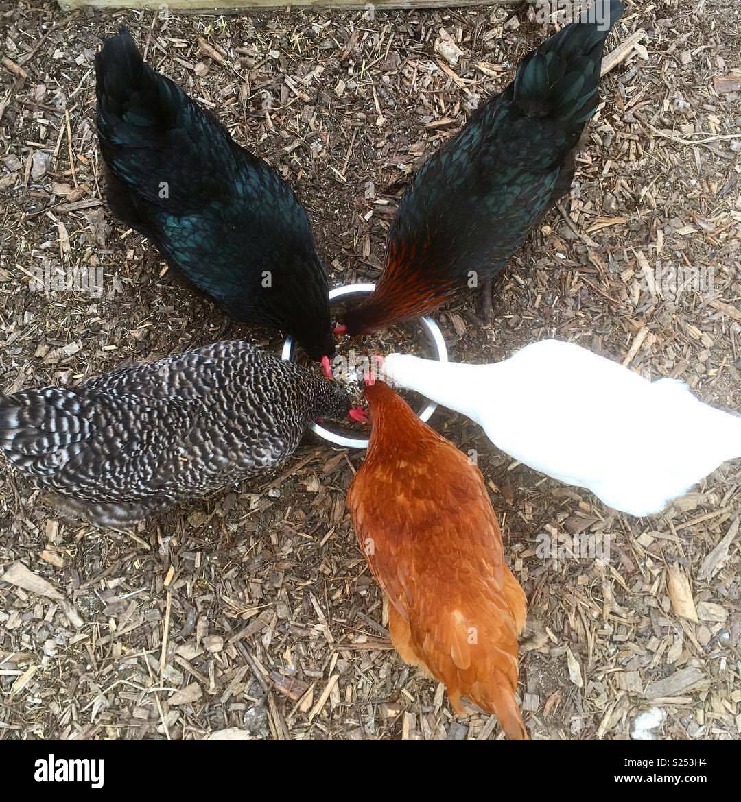 A circle of chickens hires stock photography and images Alamy