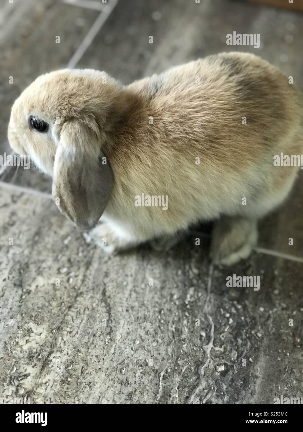 The cutest little minilop bunny Stock Photo