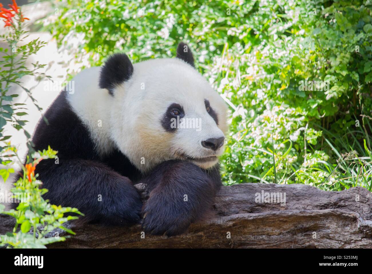 Panda bear Stock Photo
