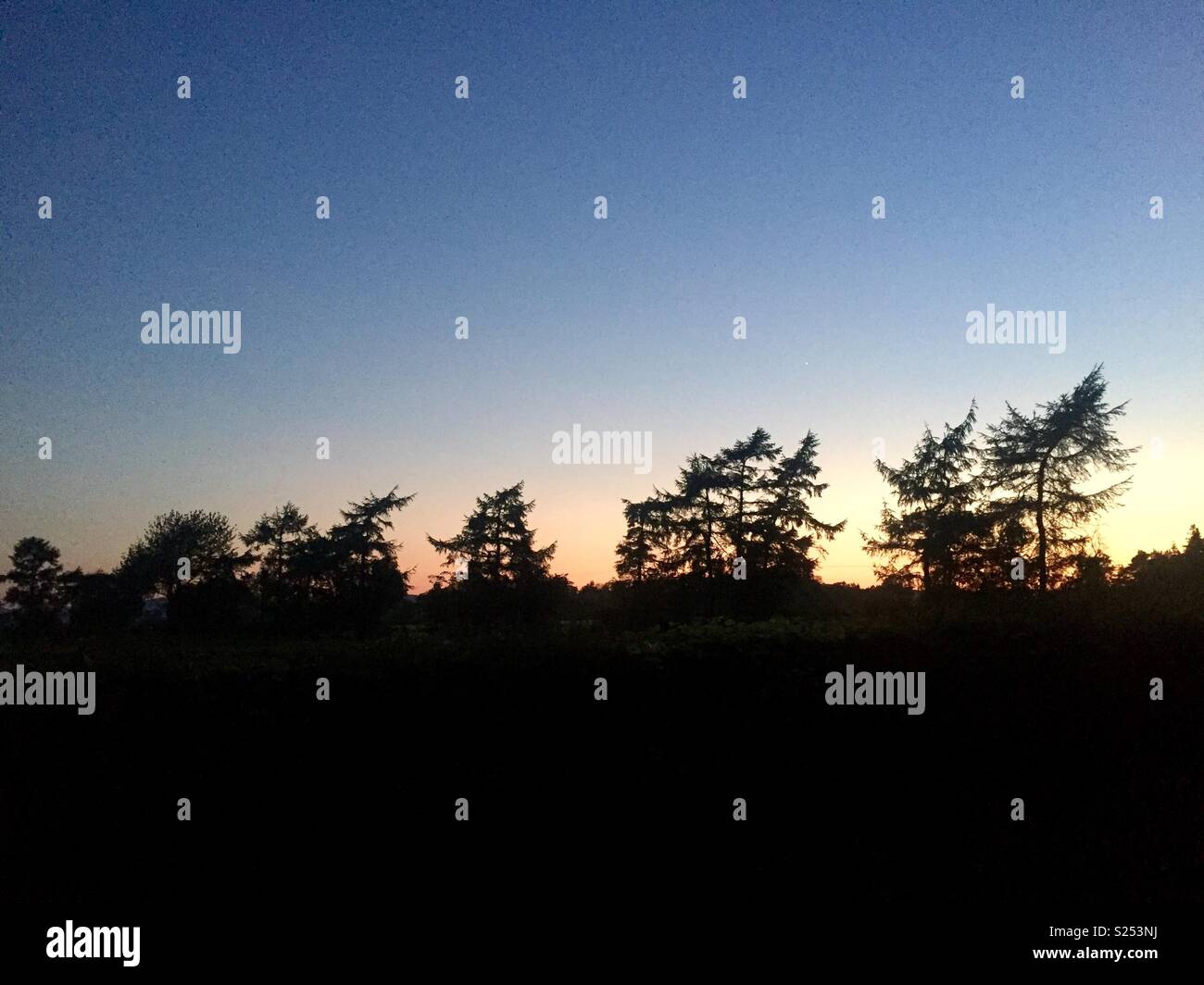 Pine Trees against night sky Stock Photo