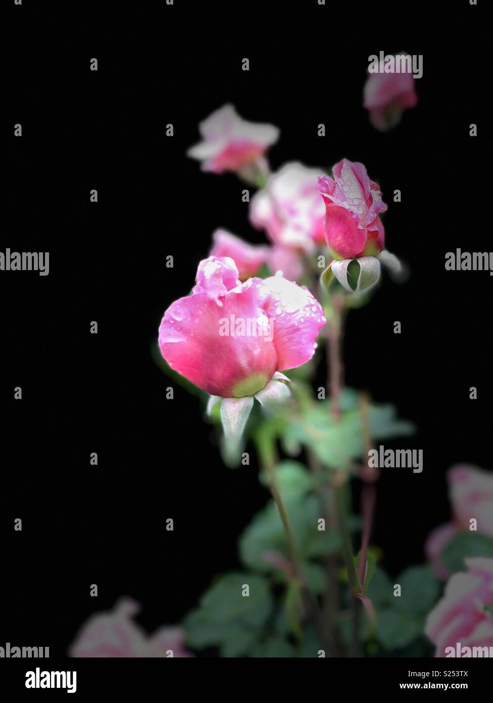 Roses growing in a garden in Berkeley, California. - Smartphone Captured Stock Image