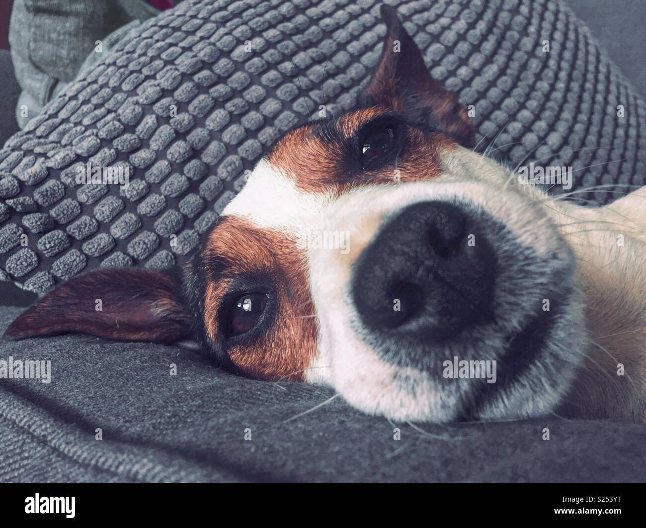Close up of the face of a very sleepy Jack Russell Terrier dog. - Smartphone Captured Stock Image