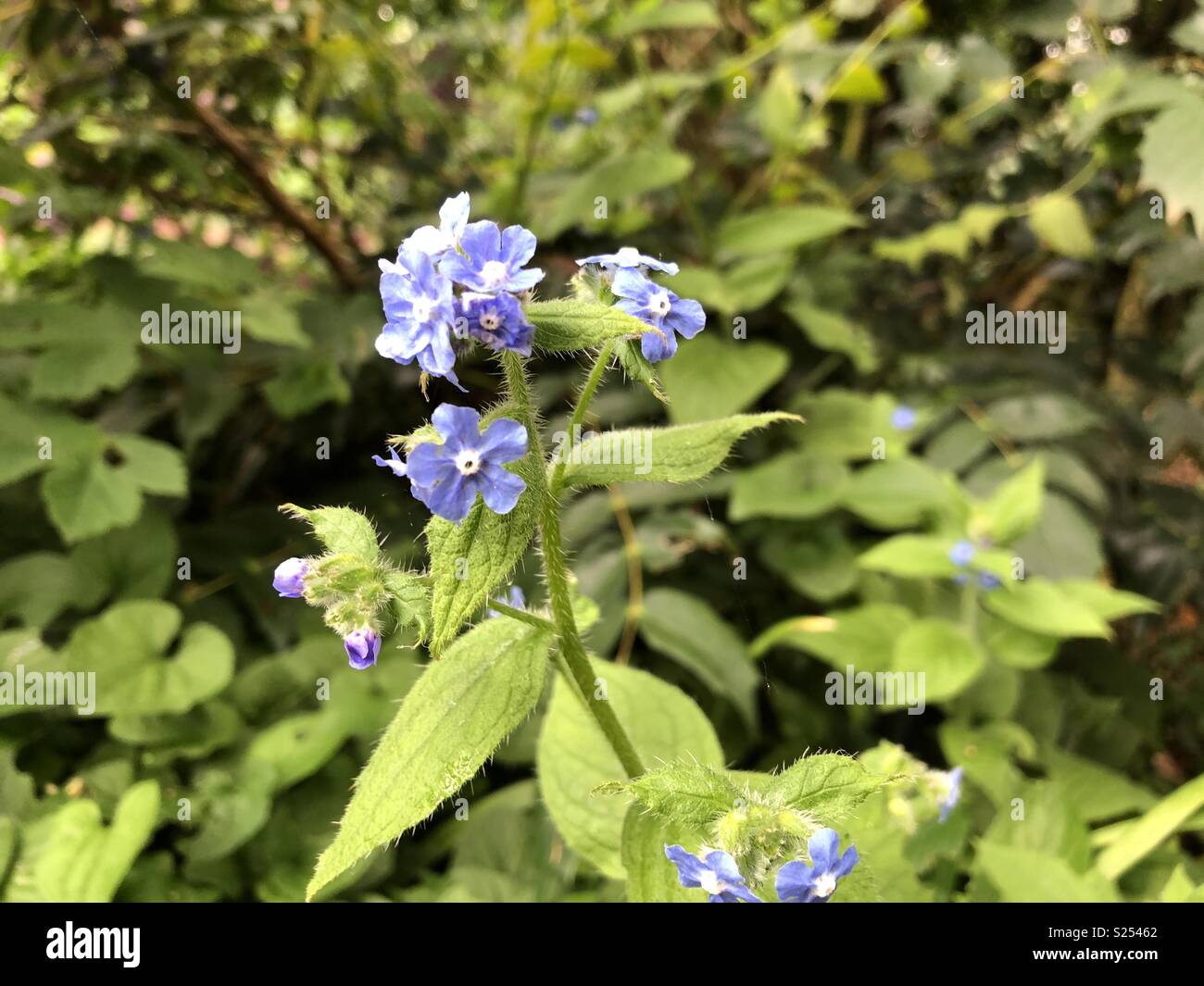 Tony blue Borage flowers against lush green background - Smartphone Captured Stock Image