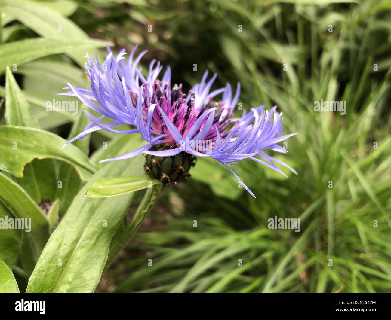 Lilac colours cornflower close up - Smartphone Captured Stock Image