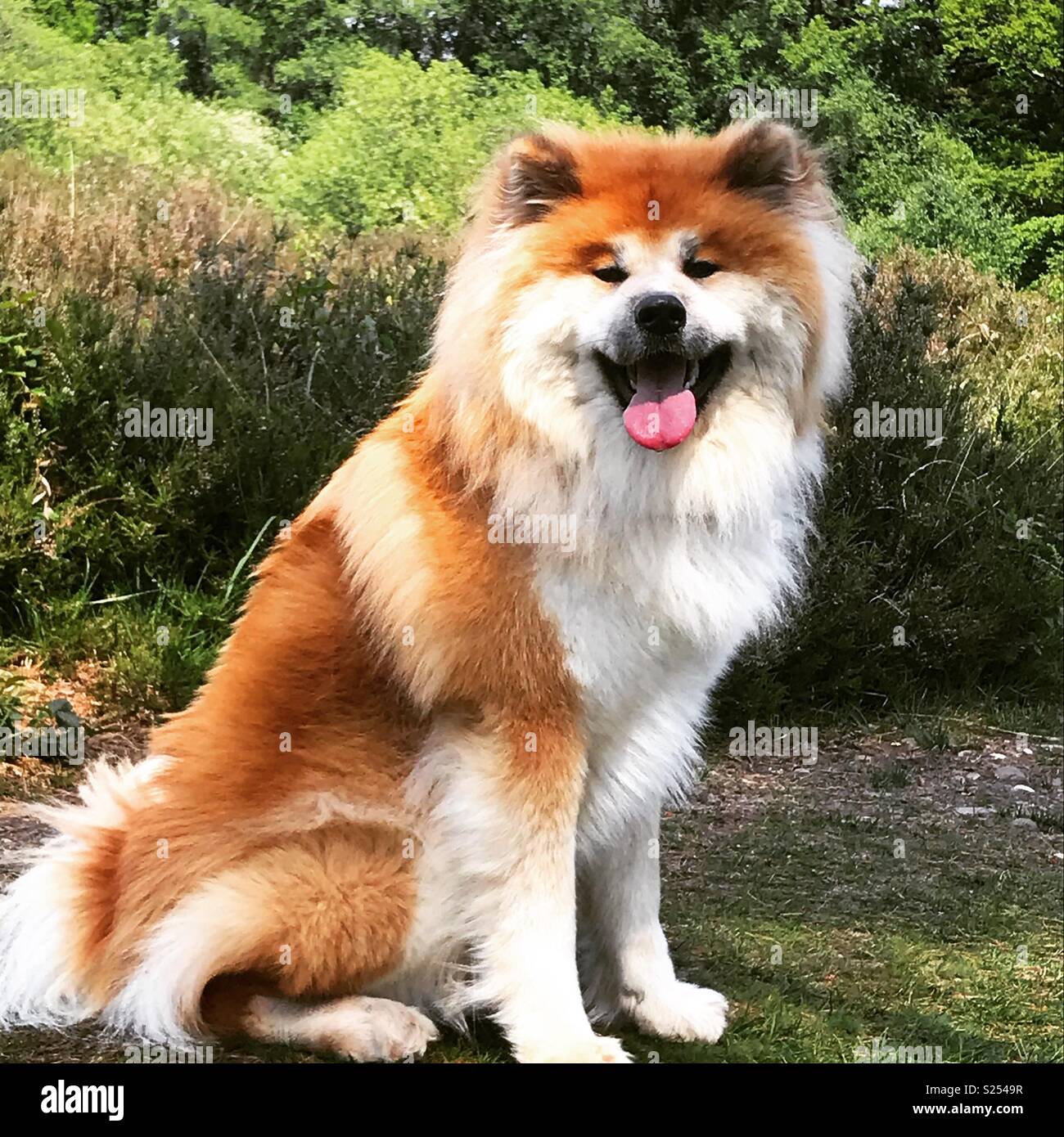 long haired japanese akita