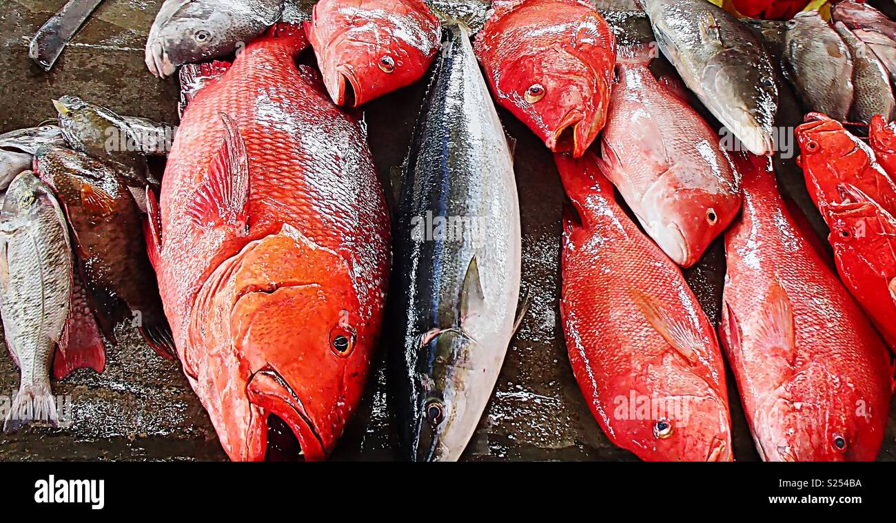 Fish Types High Resolution Stock Photography And Images Alamy