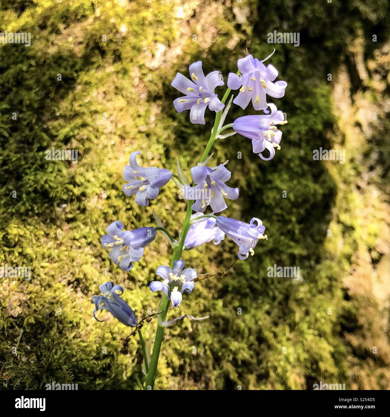 Blue Bell Stock Photo