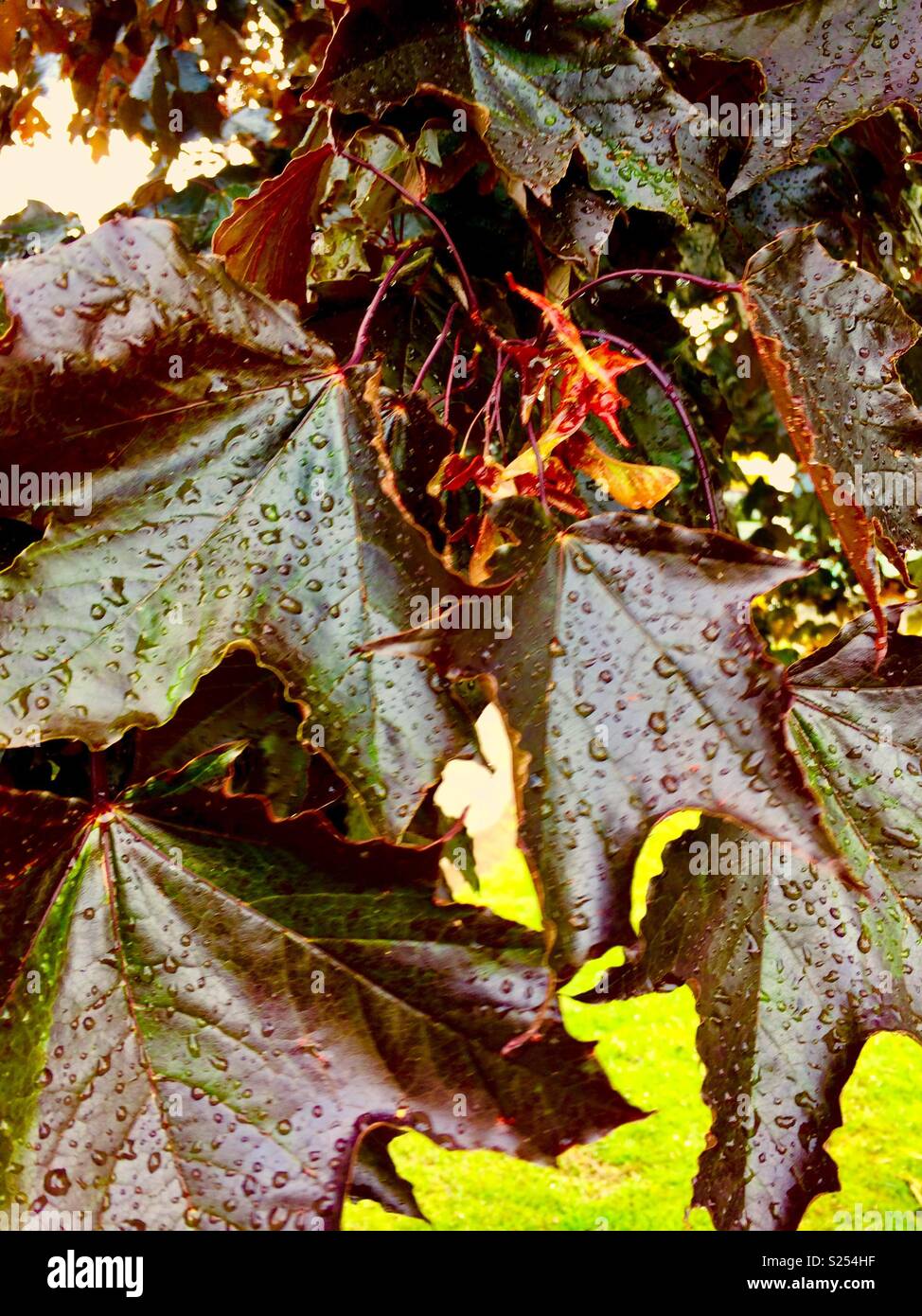 Raindrops on red maple 2 - Smartphone Captured Stock Image