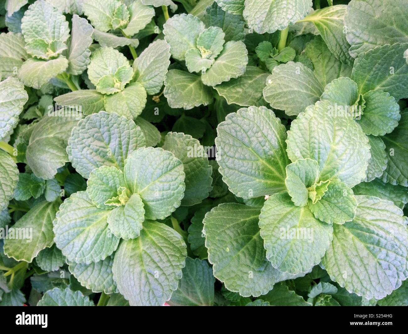 Coleus canina. Plant that away dogs cats Stock Photo Alamy