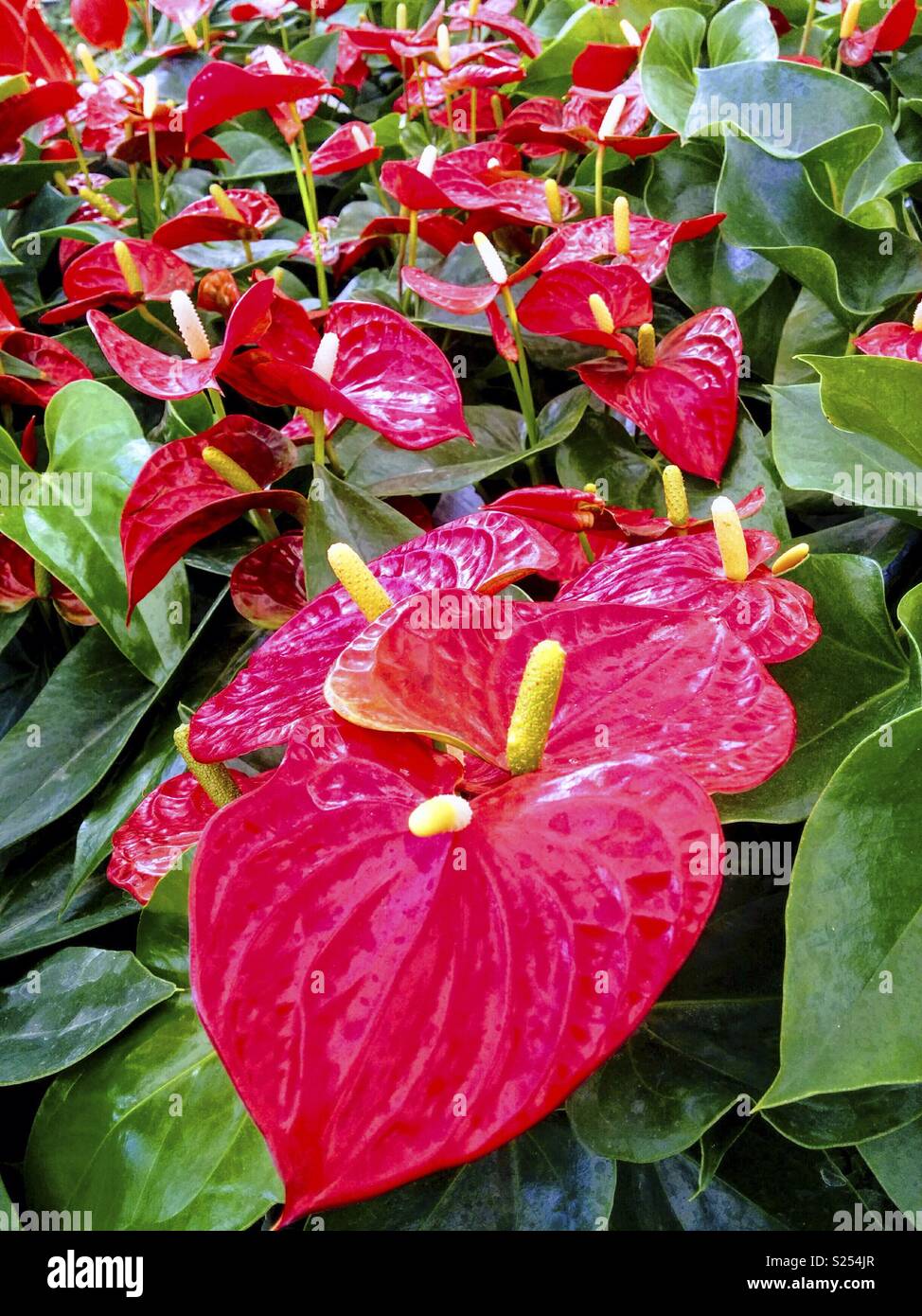 Anthuriums for sale Stock Photo Alamy
