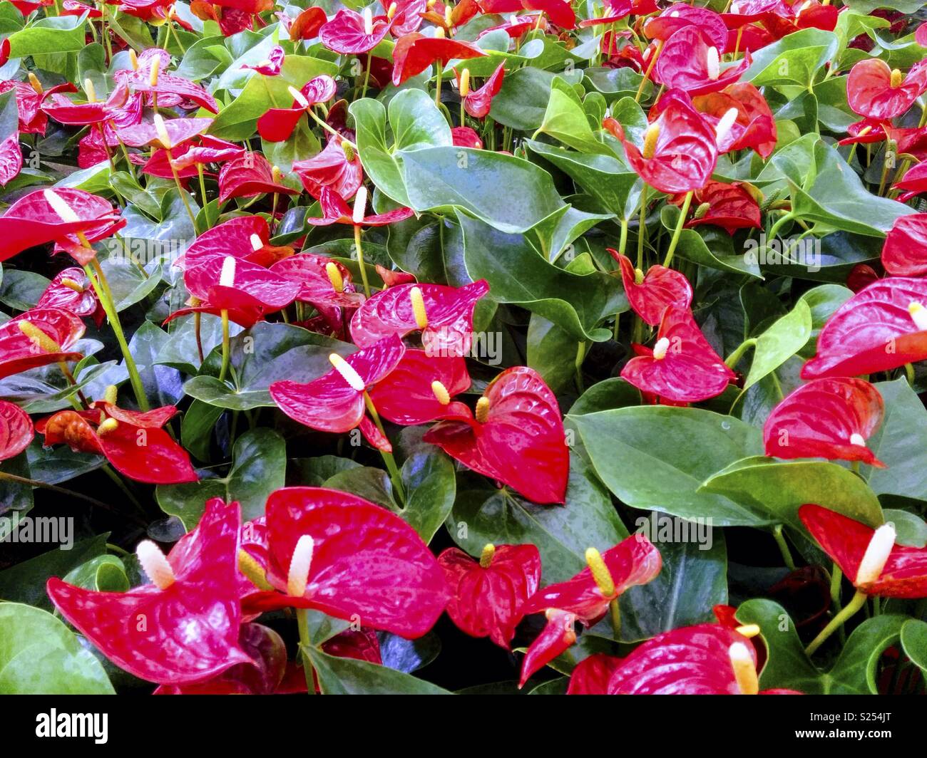 Anthuriums for sale Stock Photo Alamy