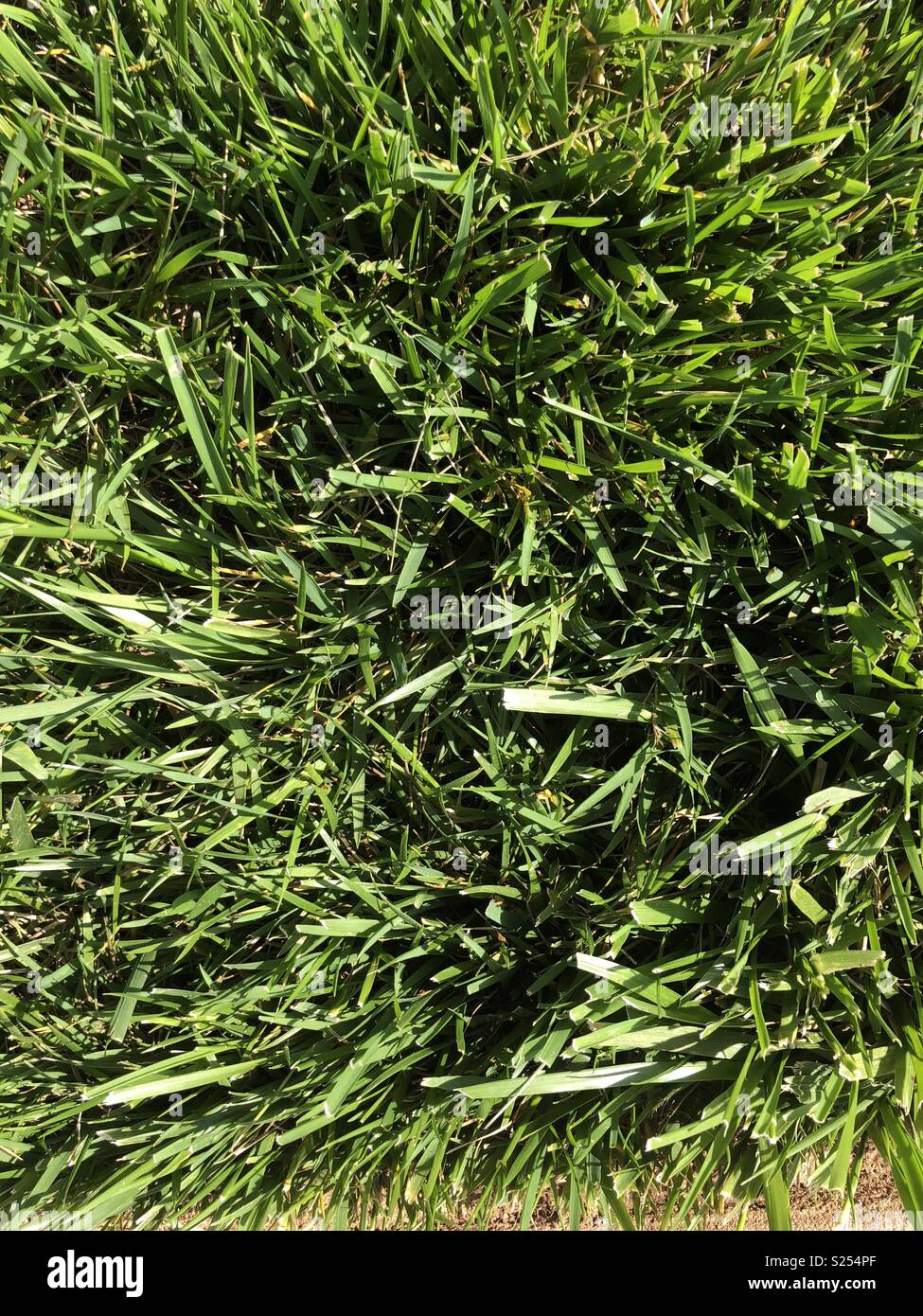 Fescue grass hires stock photography and images Alamy