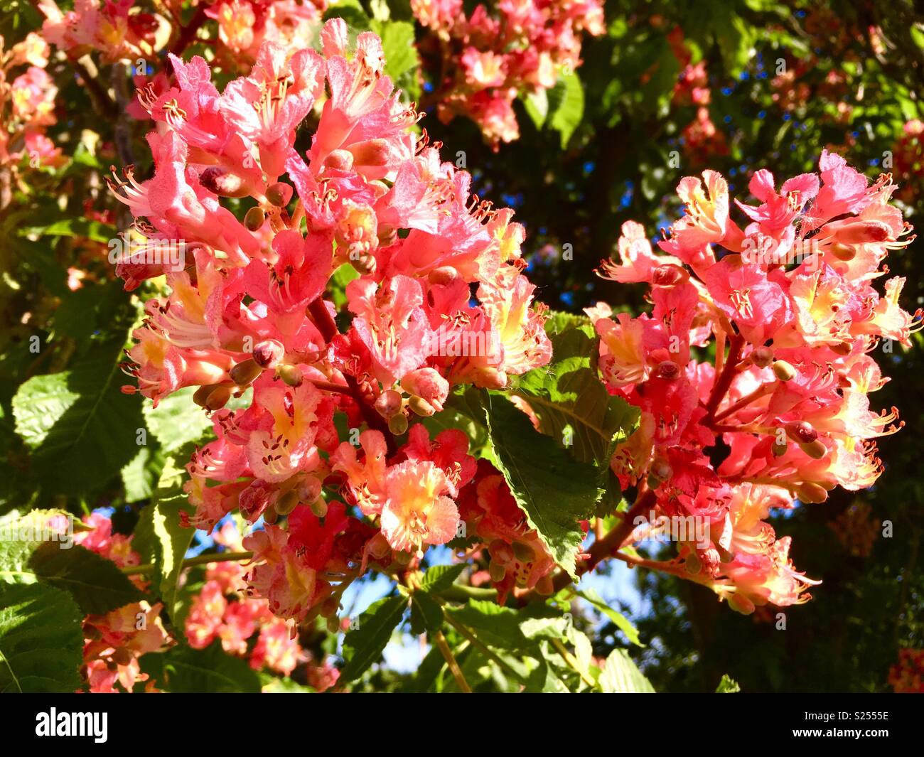 Indian Horse Chestnut Stock Photo Alamy indian-horse-chestnut-stock-photo-alamy