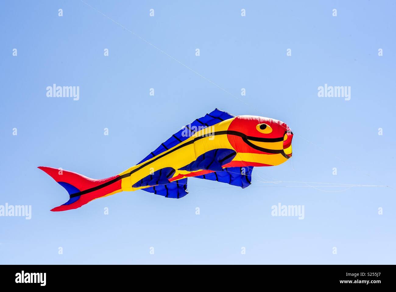 Red kite with fish hi-res stock photography and images - Alamy