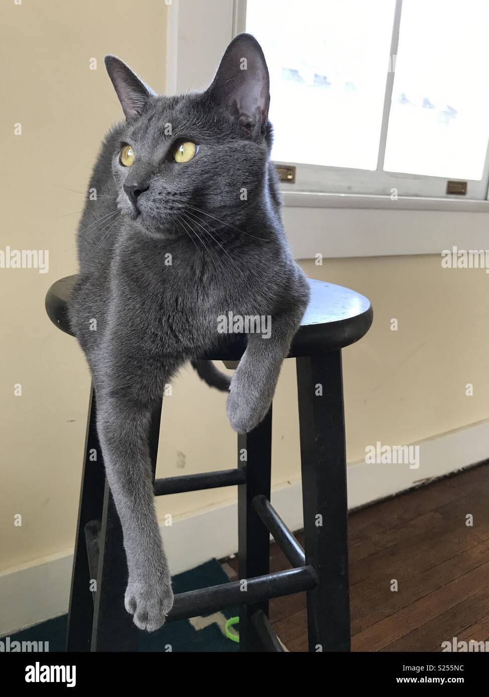 Lounging cat hires stock photography and images Alamy