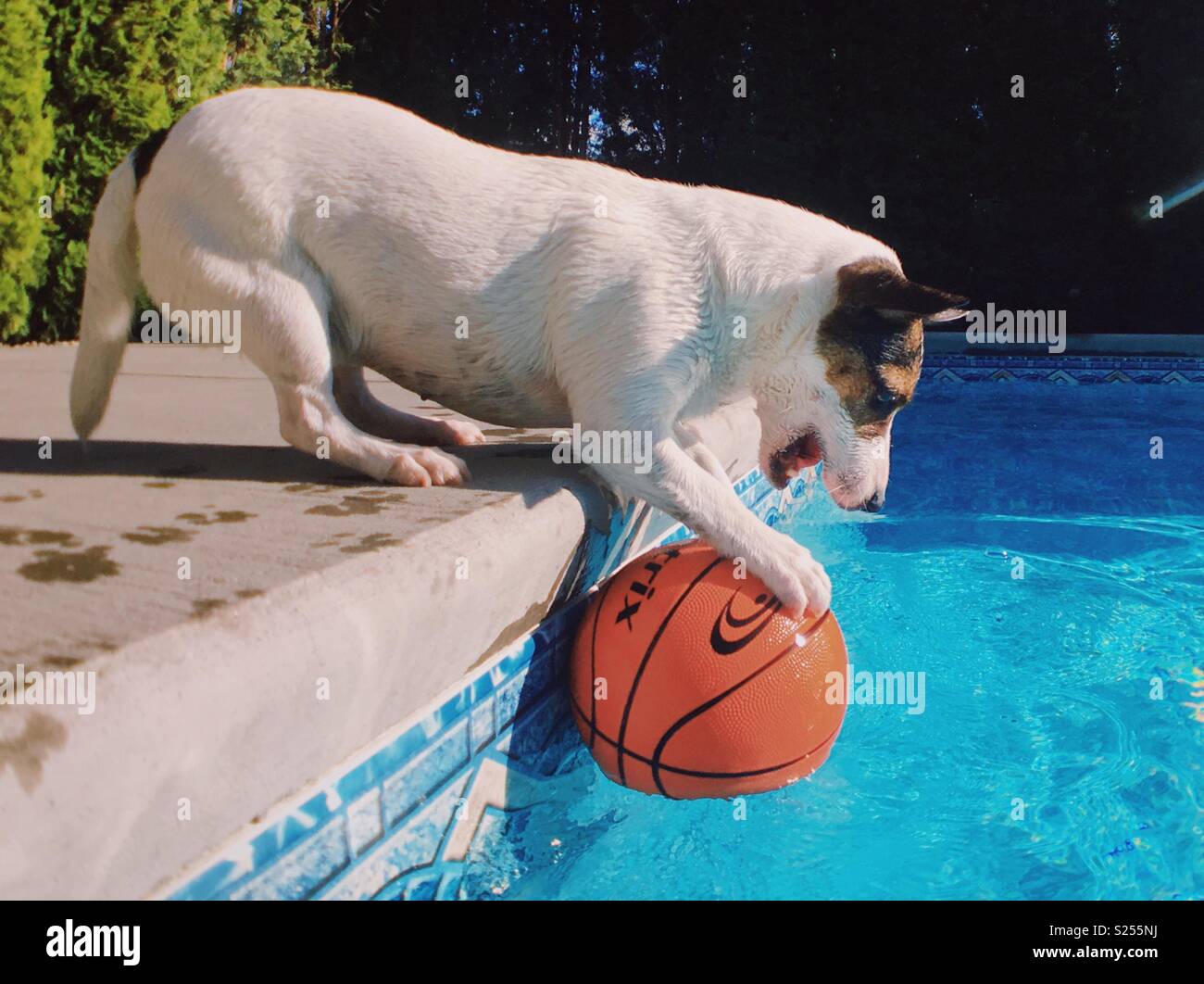 Low angle view of a young Jack Russell Terrier dog energetically pawing a basketball, trying to get it out of a swimming pool on a sunny day - Smartphone Captured Stock Image