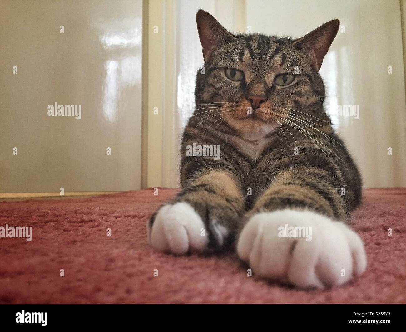 Tabby cat portrait - Smartphone Captured Stock Image