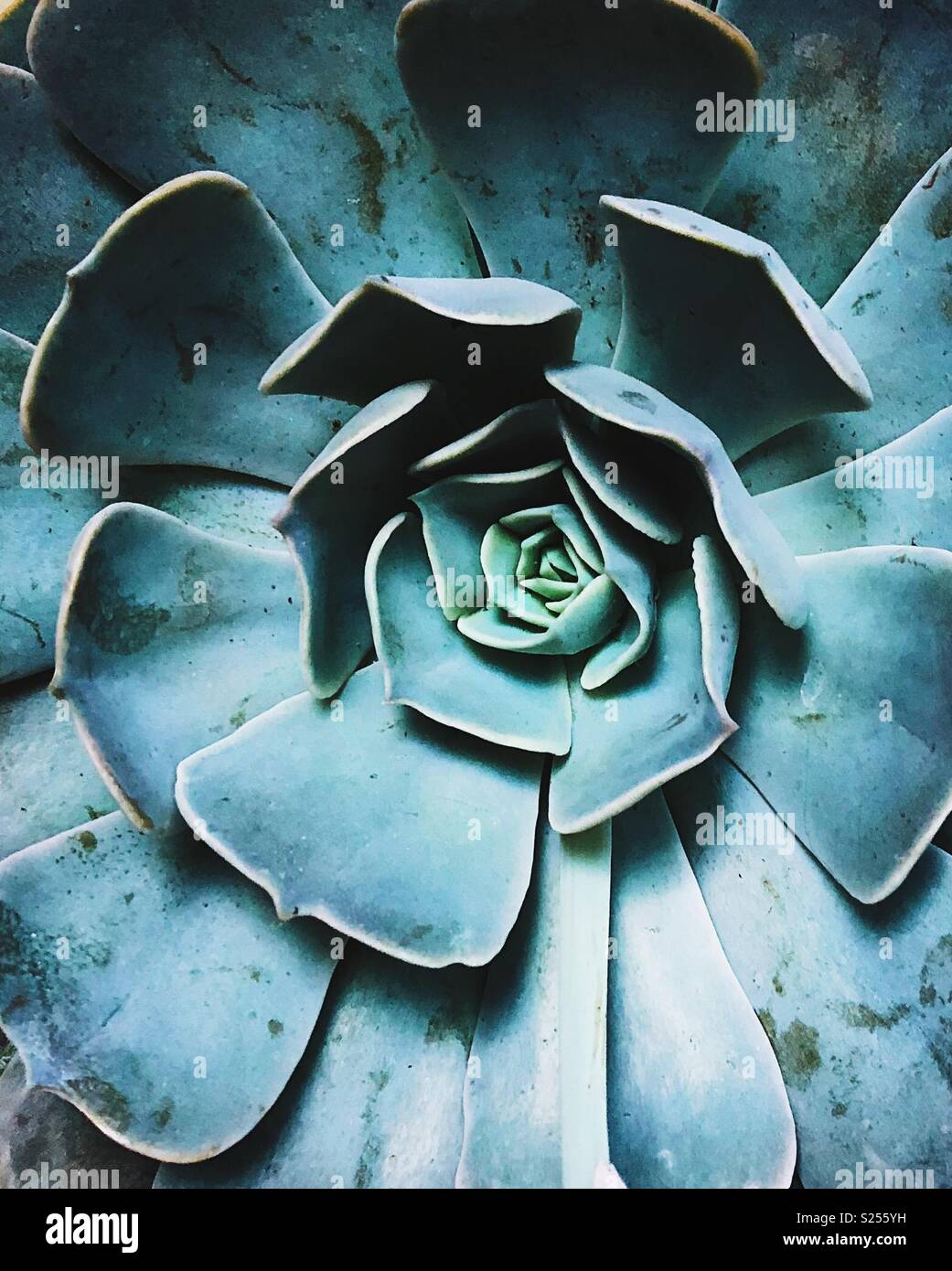 Succulent - Smartphone Captured Stock Image