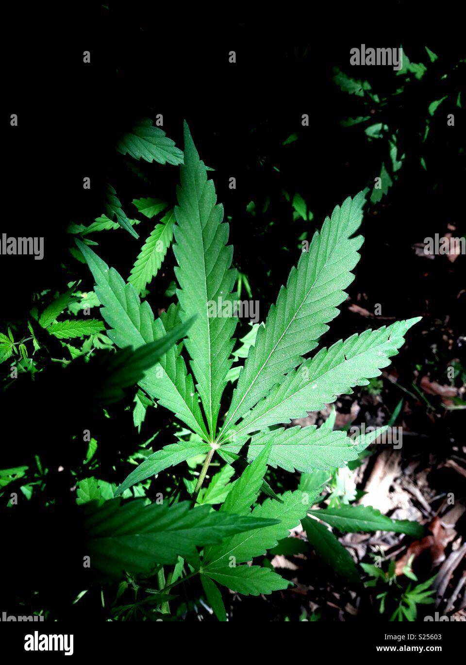 The weed farm in pakistan 🙃 Stock Photo Alamy