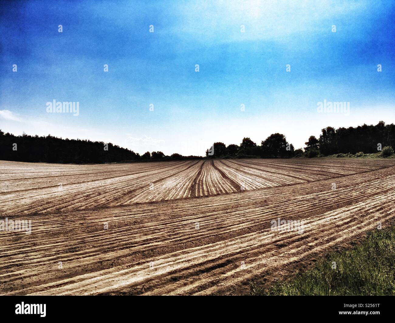 Agricultural land which used to be heathland, Sutton, Suffolk, UK. - Smartphone Captured Stock Image