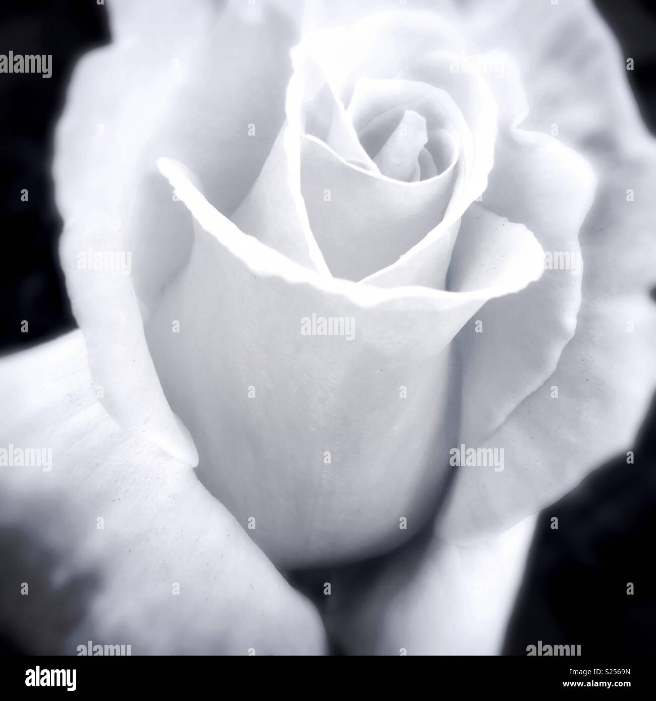 White Rose in Black and White Stock Photo Alamy