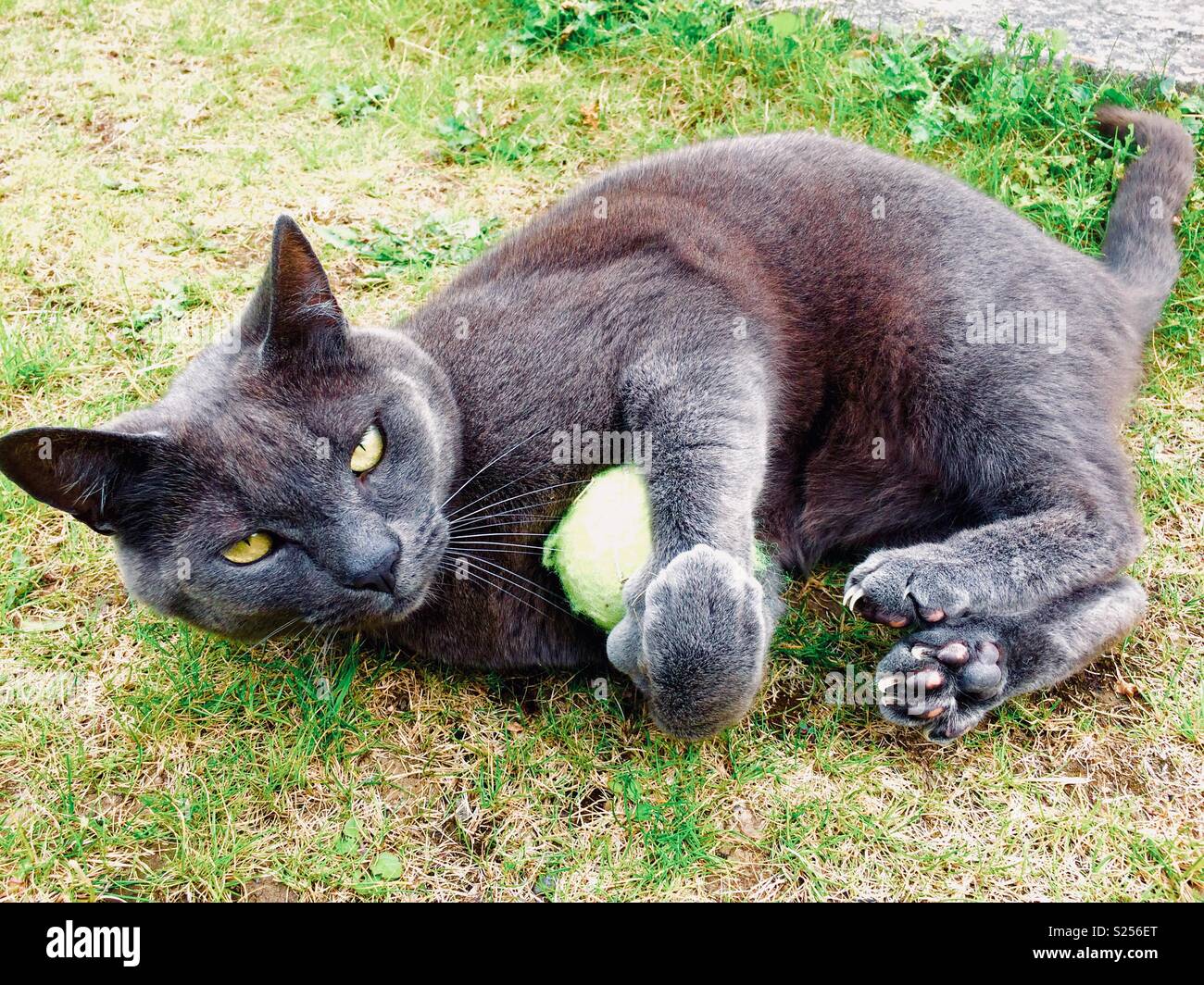 Grey cat playing with tennis ball Stock Photo Alamy