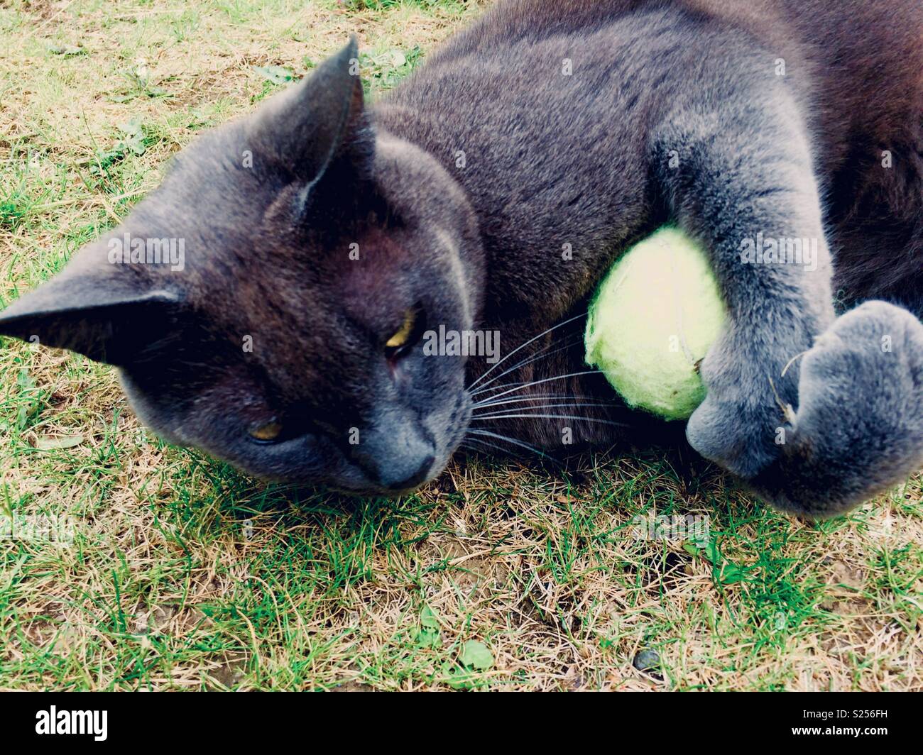 Cat playing ball hires stock photography and images Alamy