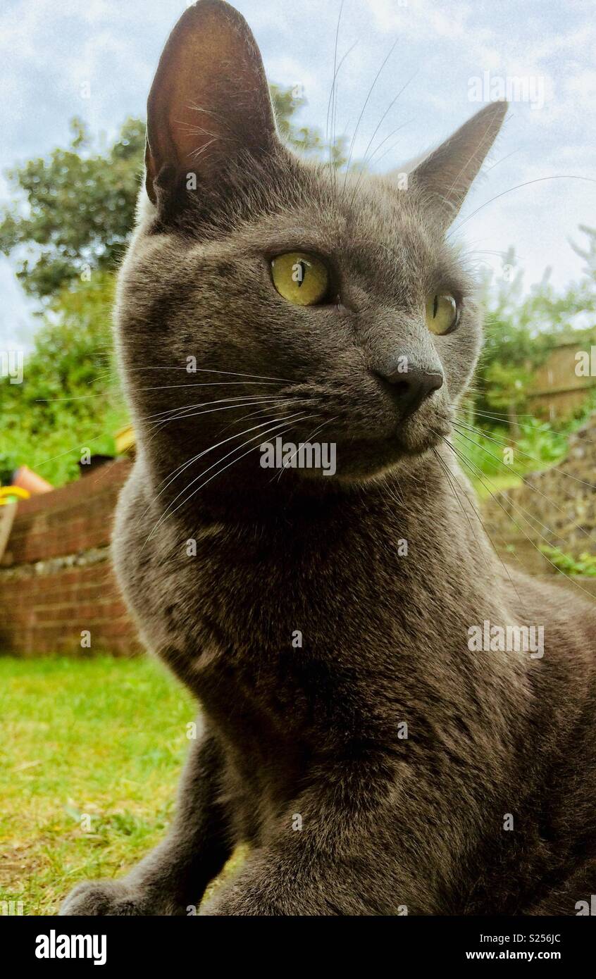 Alert grey cat in garden - Smartphone Captured Stock Image