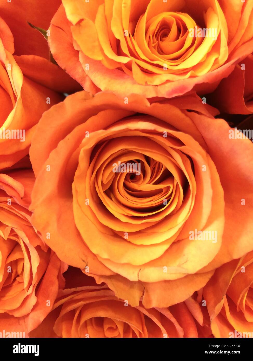 Peach roses close-up - Smartphone Captured Stock Image