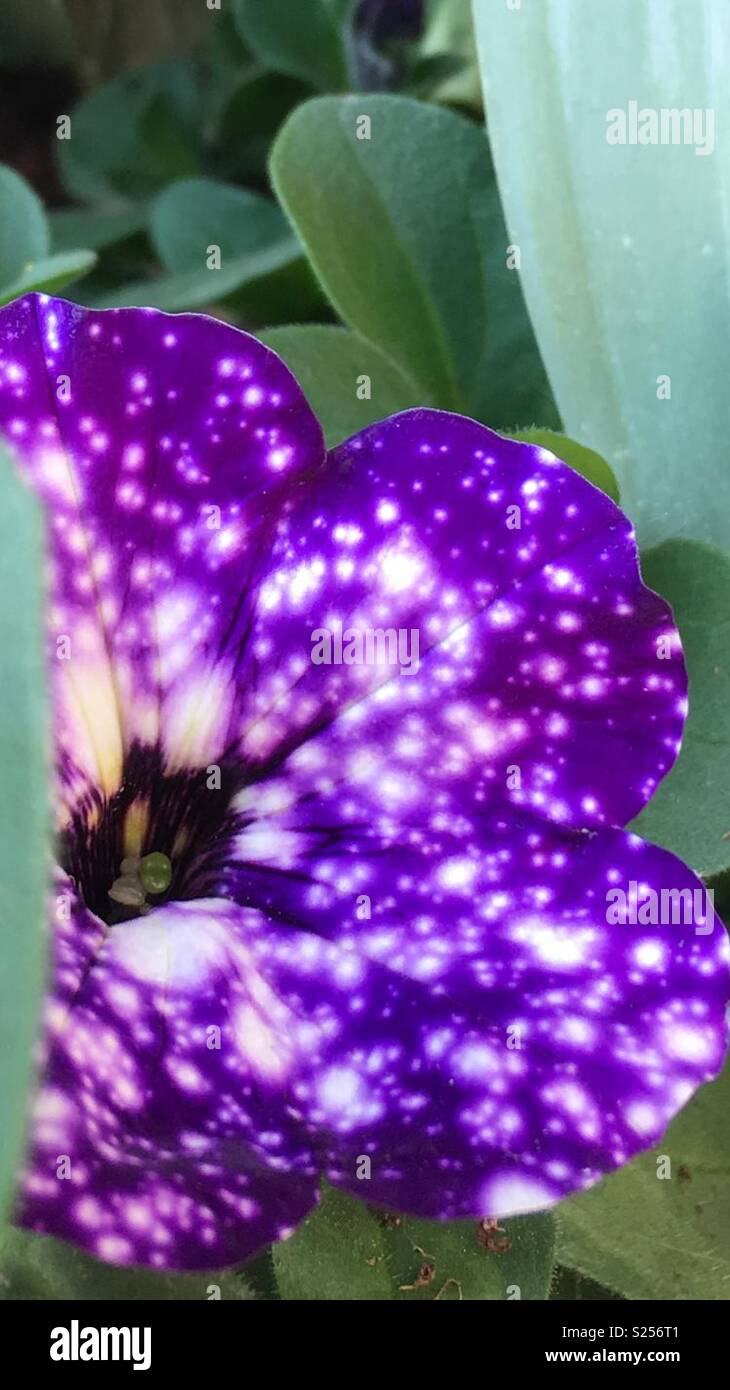 Petunia night sky hires stock photography and images Alamy