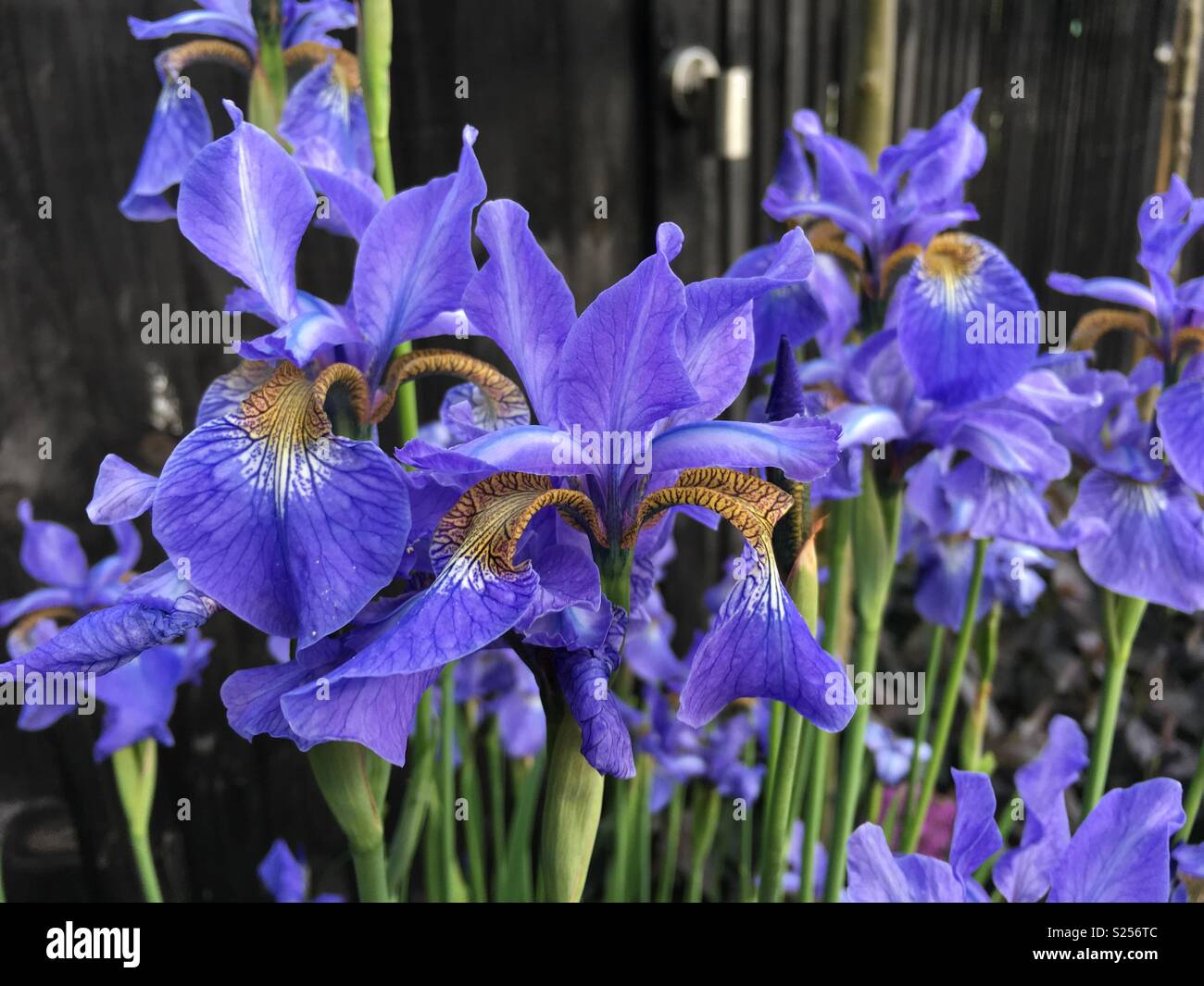 Iris sibirica ‘Perry’s Blue’ Stock Photo