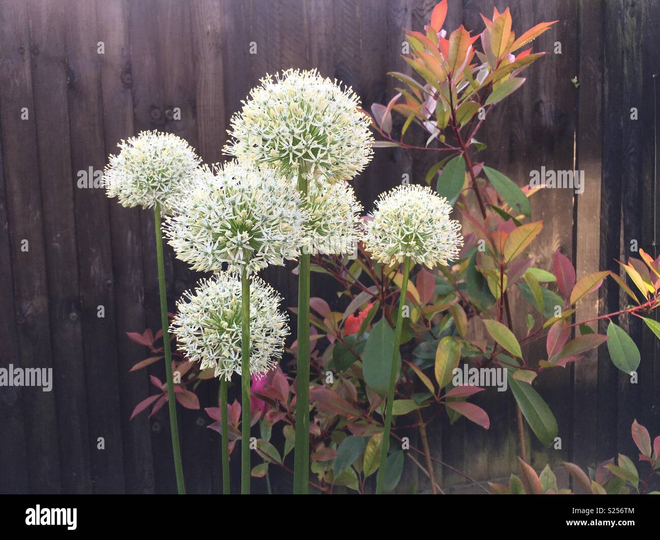 Allium mont blanc hi-res stock photography and images - Alamy