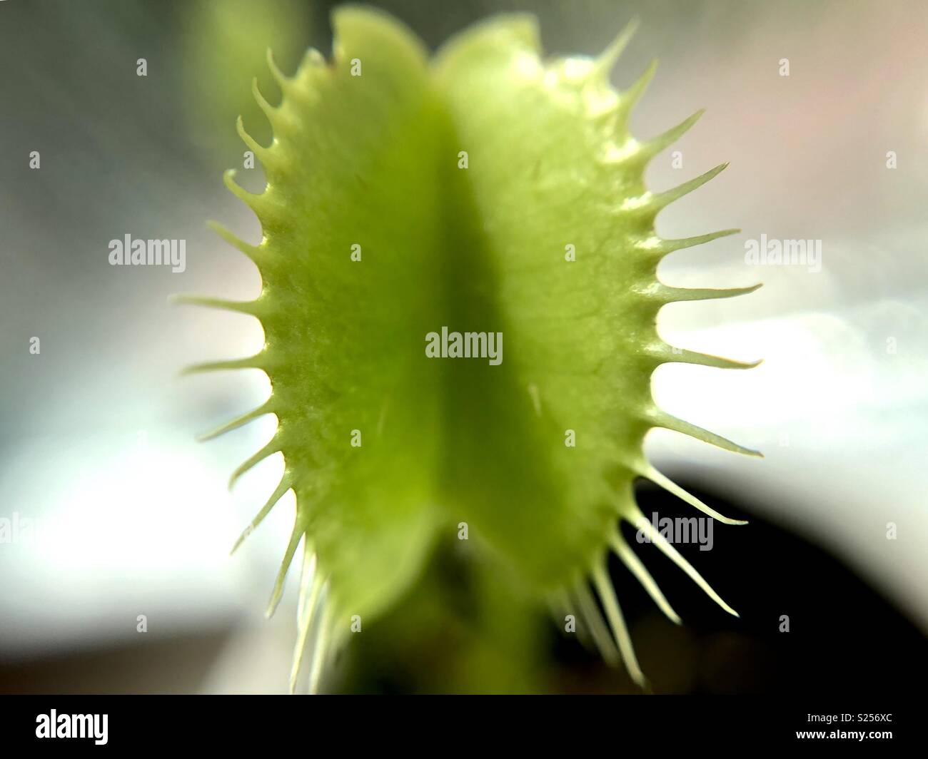 Venus fly trap - Smartphone Captured Stock Image