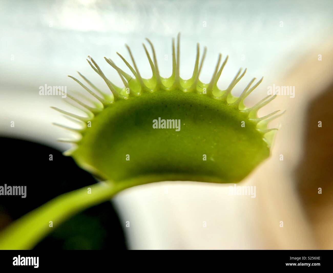 Venus fly trap close up - Smartphone Captured Stock Image